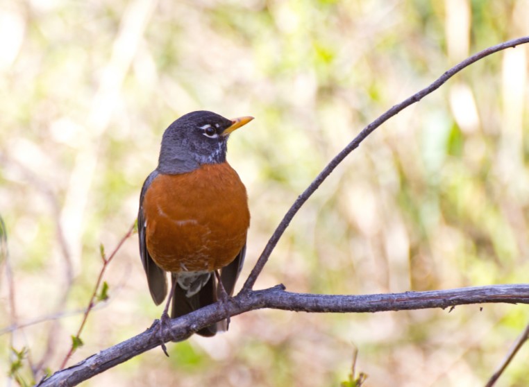 American Robin Bird Sitting on Branch