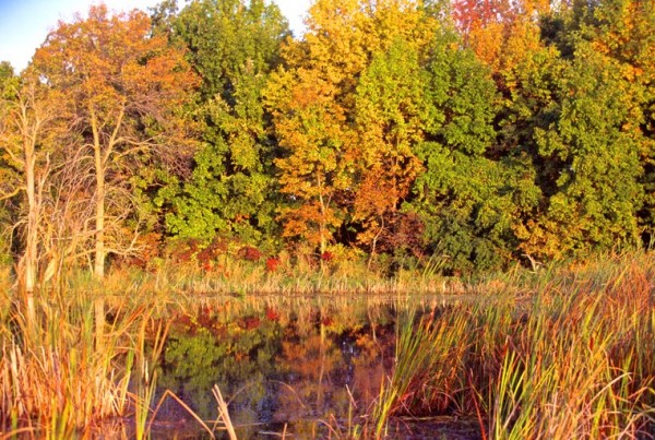 trees on the Horicon Marsh in fall colors