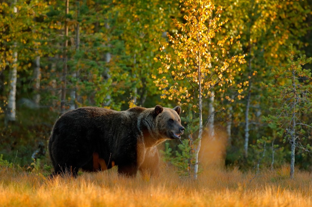 bear walking through forest trees