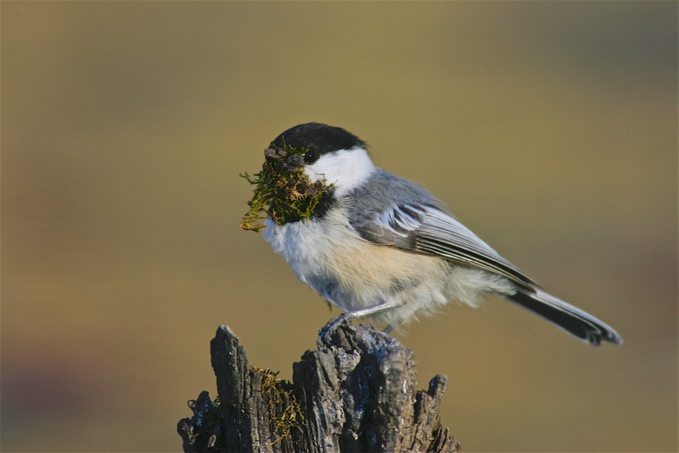 black capped chickadee bird sitting on branch