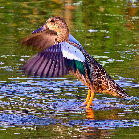 blue winged teal duck on pond