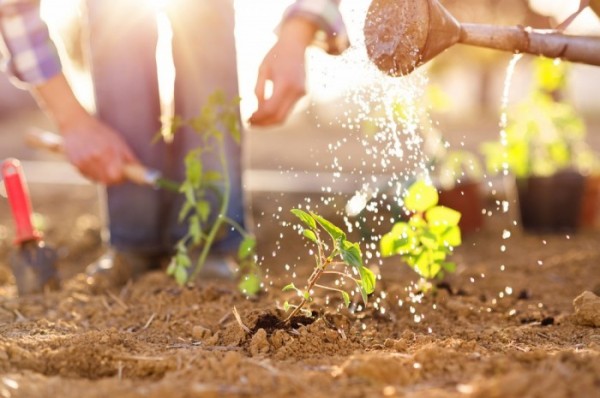 couple watering plants