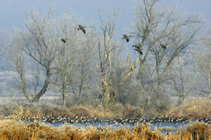 geese flying over marsh land