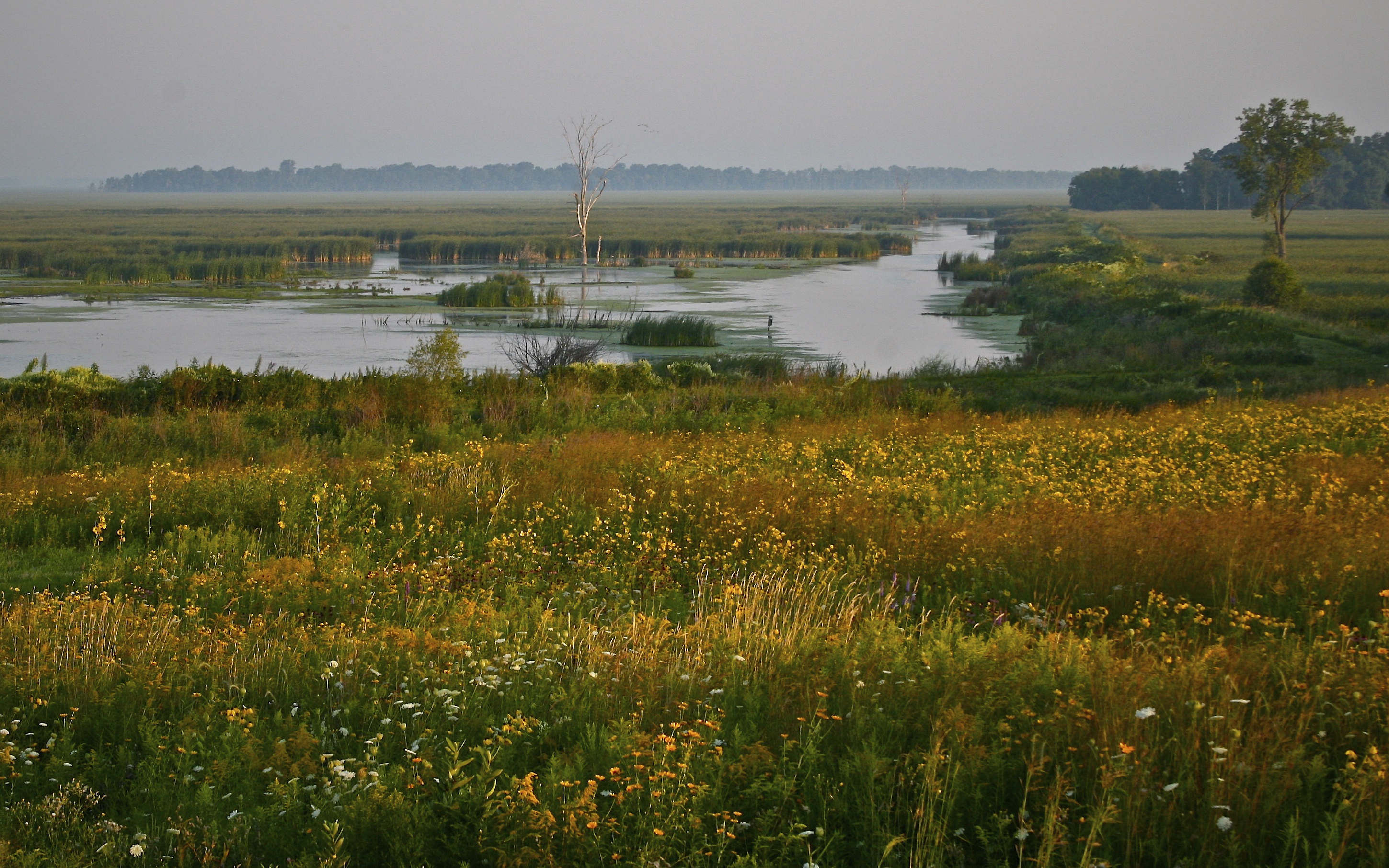 marsh landscape