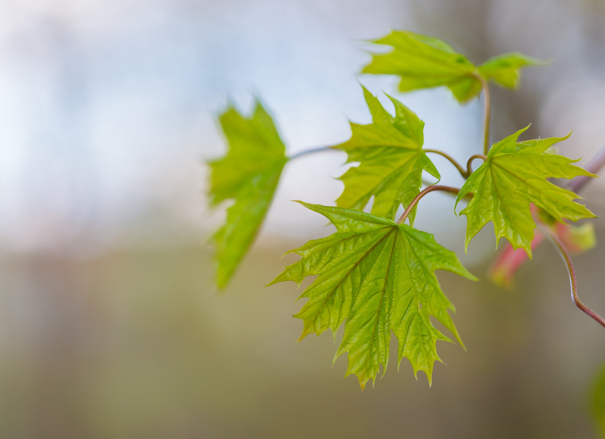 green maple leaves on tree