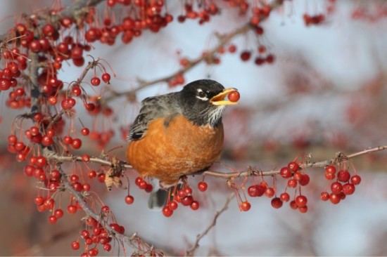 Super Robins