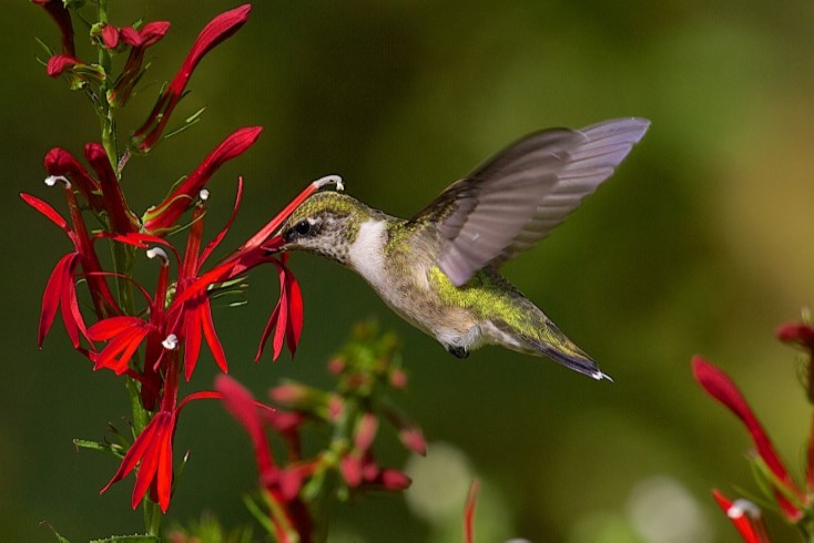 Ruby Throated Hummingbird flying above a flower