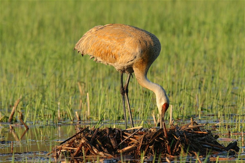 Sandhill Crane