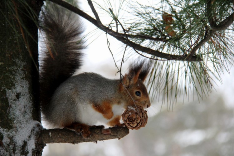 squirrel-in-tree-with-acorn