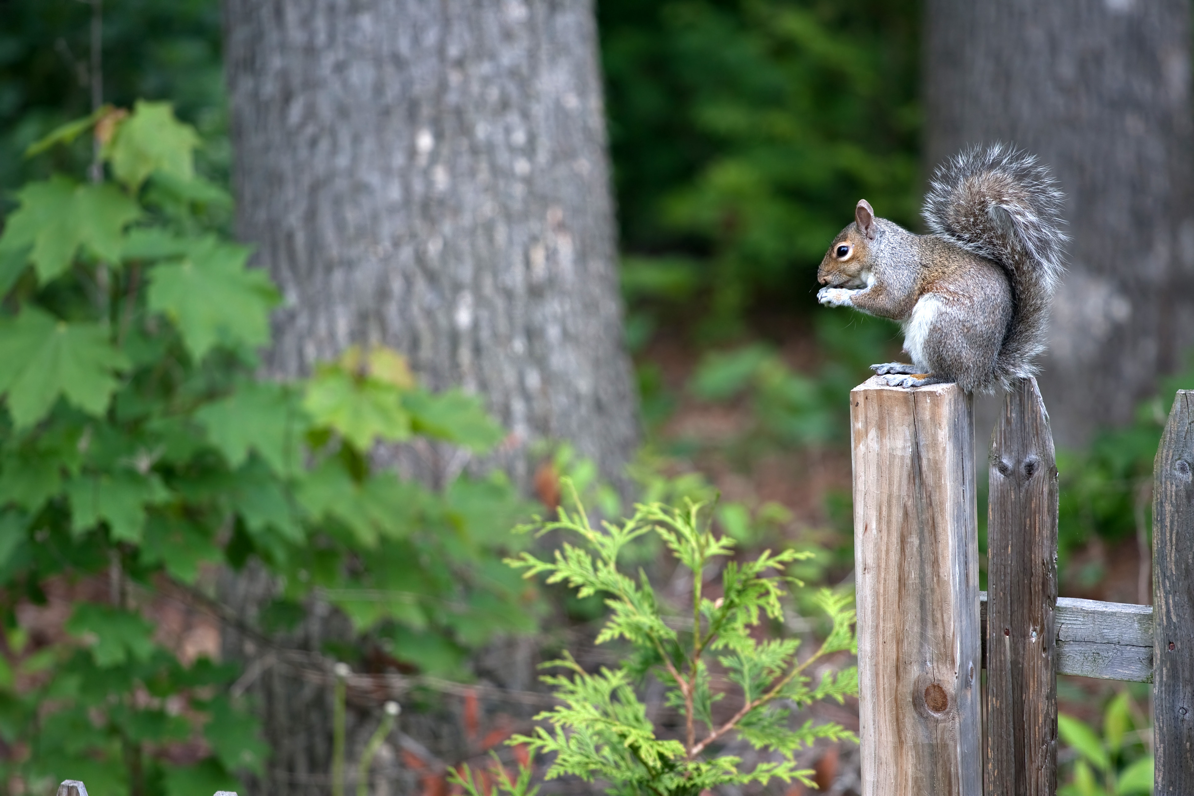 squirrel sitting on fence post