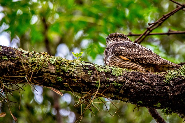 whippoorwill bird sitting in tree