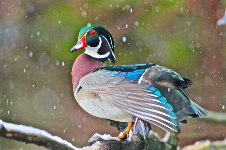 wood duck in winter