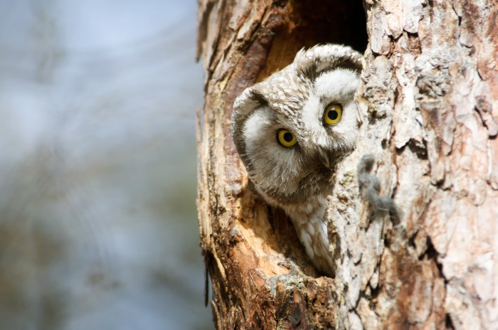 Owl Trees - Horicon Bank